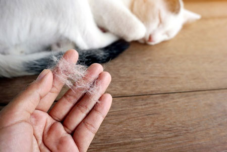 چگونه موی حیوانات را از سطوح مختلف پاک کنیم؟