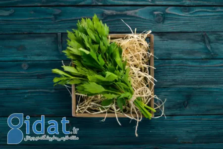 آیا می توان از برگ کرفس استفاده کرد؟ / موارد استفاده از برگ کرفس