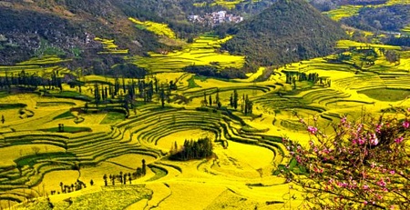 از دریای طلایی شگفت انگیز گل های کانولا در چین لذت ببرید