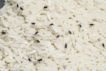 روش های از بین بردن حشرات برنج و حبوبات و غلات