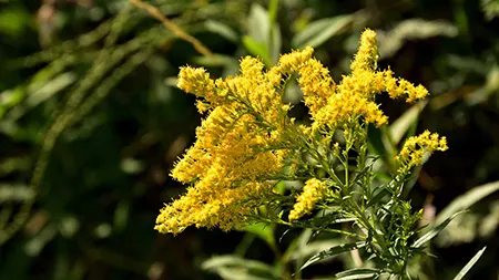 روئینه زرین, خواص دارویی روئینه زرین, گیاه Goldenrod