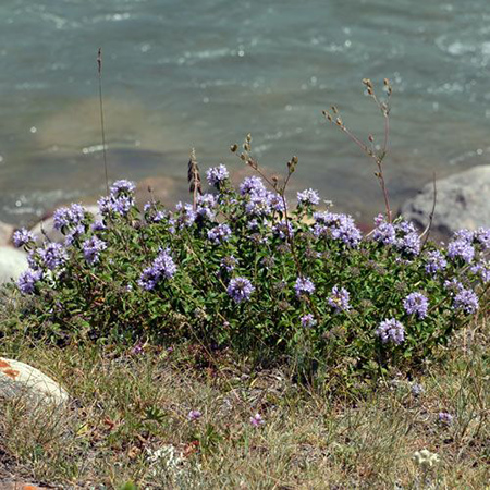 خواص معجزه آسای گیاه آنخ (کاکوتی)