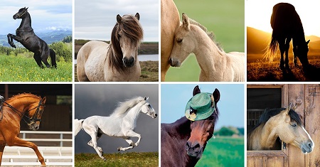کدام اسب را بیشتر دوست دارید؟ یکی را انتخاب کنید و ببینید در مورد شخصیت شما چه می گوید!