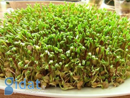 سبزه عدس,سبزه عید با عدس