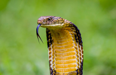 همه چیز درباره ی مار شاه کبرا