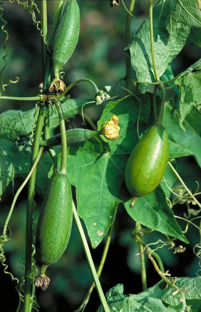 آشنایی با خیار مصری + خواص خیار مصری
