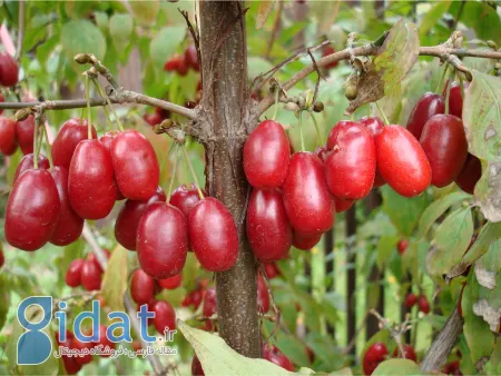 راه های آسان و موثر برای نگهداری زغال اخته