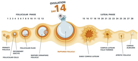 تخمک گذاری چیست؟ علائم و اهمیت زمان تخمک گذاری