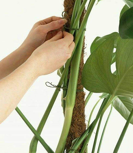 قیم گیاه، حامی و تکیه گاهی برای گیاهان