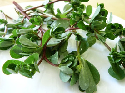 کاشت و پرورش گیاه خرفه