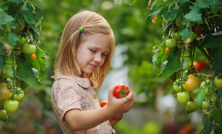 خواص گوجه فرنگی برای کودکان