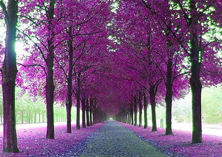 نحوه کاشت و نگهداری از گل ارغوان