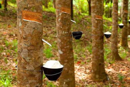 نحوه کاشت، پرورش و تکثیر درخت کائوچو ؛ منبعی برای تولید لاستیک های طبیعی