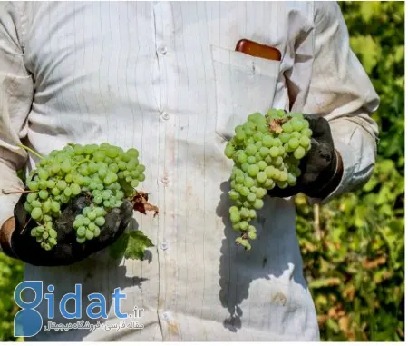 کشمش تیزابی, قیمت کشمش تیزابی