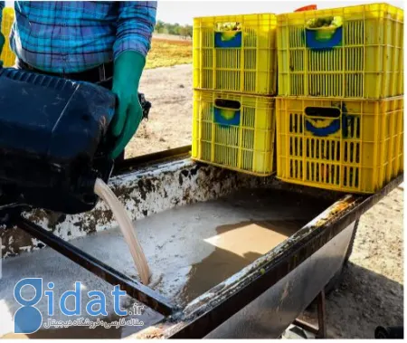 کشمش تیزابی, قیمت کشمش تیزابی