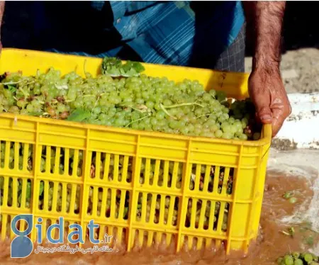 کشمش تیزابی, قیمت کشمش تیزابی