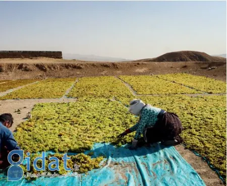 کشمش تیزابی, قیمت کشمش تیزابی