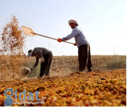 کشمش تیزابی, قیمت کشمش تیزابی