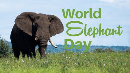 روز جهانی فیل چه روزی است؟