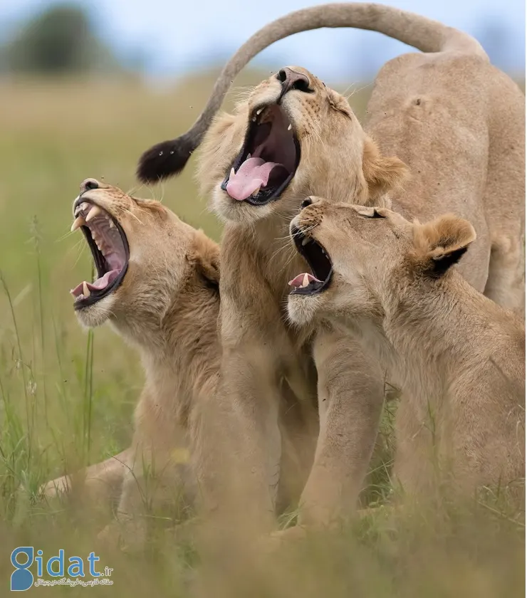 ۱۰ عکس خنده‌دار از حیوانات که قطعاً شما را به خنده می‌اندازد