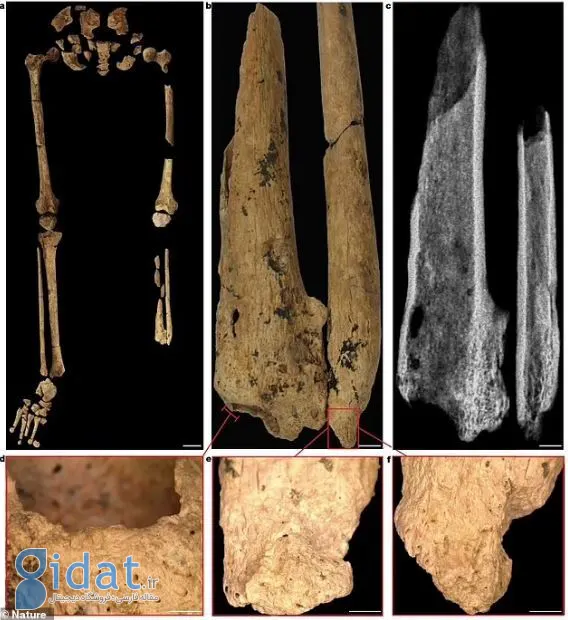 کشف راز باورنکردنی این اسکلت نادر ۳۱هزار ساله