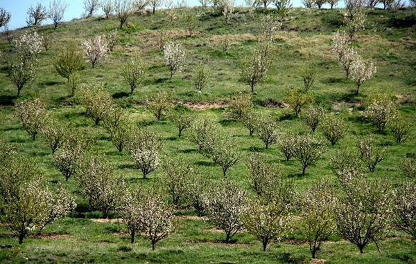 باغ های ویرانگر حکایت طرح شکست خورده باغداری در برخی مناطق