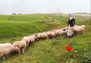 ساماندهی بیش از ۲۹ هزار راس دام سبک و سنگین در شهرستان گرمی