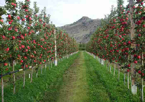 اصلاح و بازسازی حذف و جایگزینی ۶۰ هکتار از باغات شهرستان مهاباد