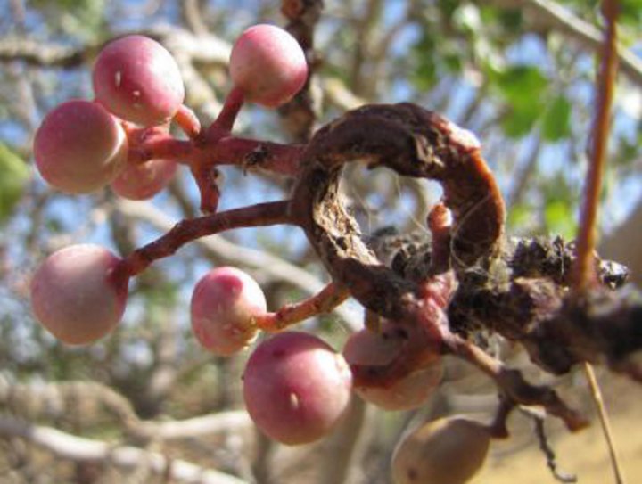 صمغ پسته عصاره ای خواب آور و ضد اضطراب