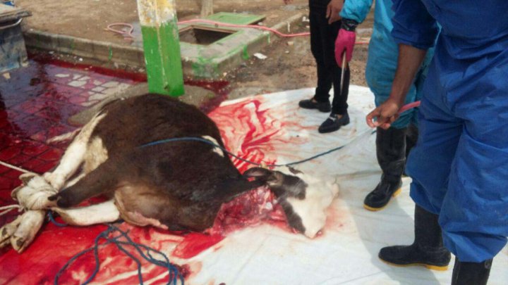 ذبح گاو برای از بین رفتن ویروس منحوس کرونا در حاجی آباد فیلم