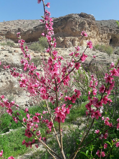 بهار دلنشین در دامنه های آتشفشان تفتان