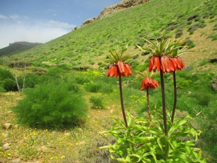 نمایی از دشت لاله های واژگون در سمیرم تصاویر