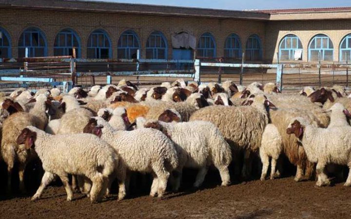 قیمت هر کیلو شقه گوسفندی ۱۱۰ هزار تومان است