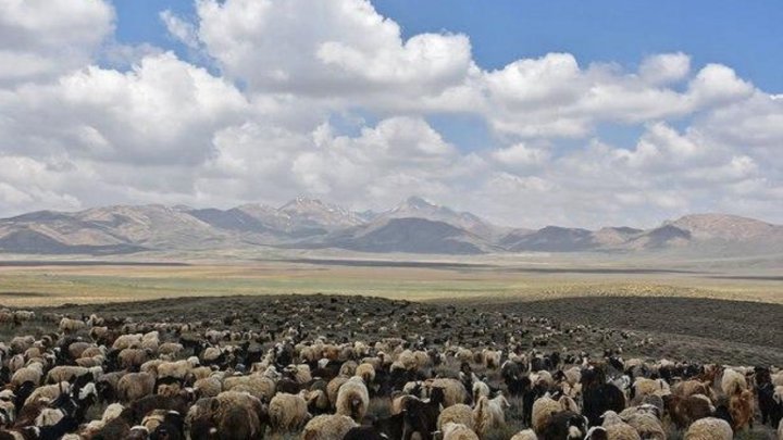 وجود بیش از ۷ میلیون راس دام مازاد بر ظرفیت مراتع درآذربایجان غربی