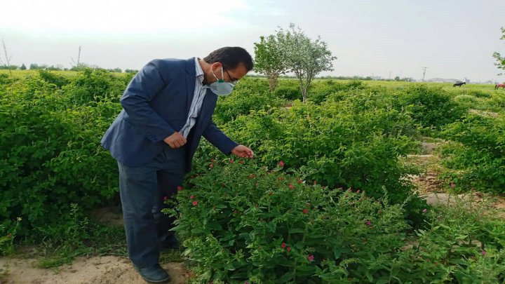 آغاز برداشت گل گاوزبان در تربت جام