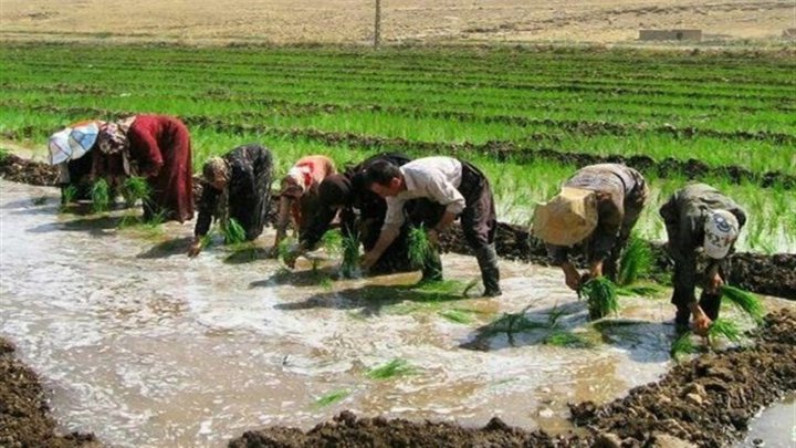 تشدید اجرای طرح محدودیت کشت برنج در استان فارس