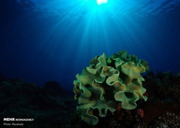 تصاویری شگفت انگیز از صخره های مرجانی جهان