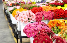 بازار گل در رکود است افزایش قیمتی برای گل در عید فطر نداریم