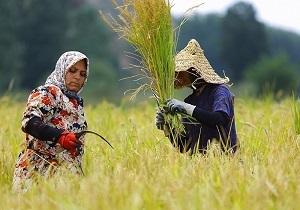 گسترش حضور زنان روستایی قم در فعالیت های کشاورزی