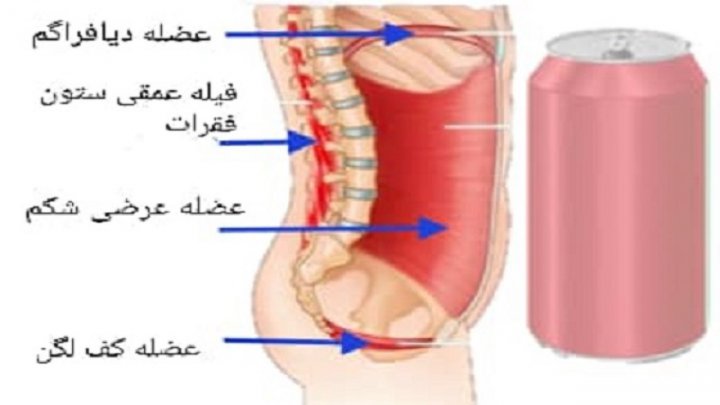 نقش عضلات مرکزی در انجام فعالیت های روزانه