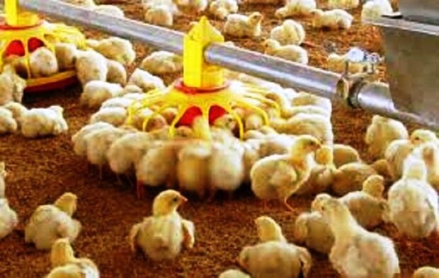 کاهش تقاضای خرید و مشکلات تامین نهاده، گریبانگیر صنعت طیور راهکار جبران زیان مرغداران چیست؟