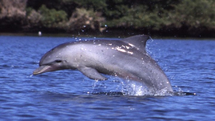 تلاش برای حفاظت از دلفین گوژپشت خلیج فارس
