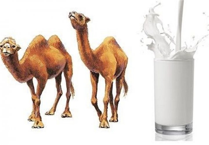 خواص شگفت انگیز شیر شتر