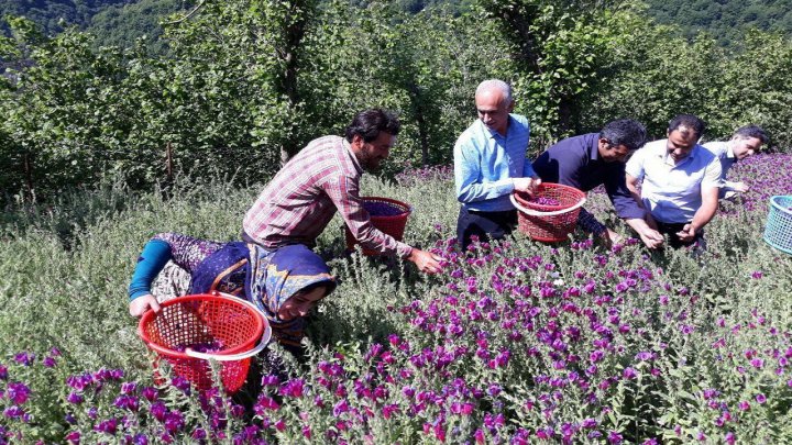 مهد گل گاوزبان ایران به جنب و جوش افتاد