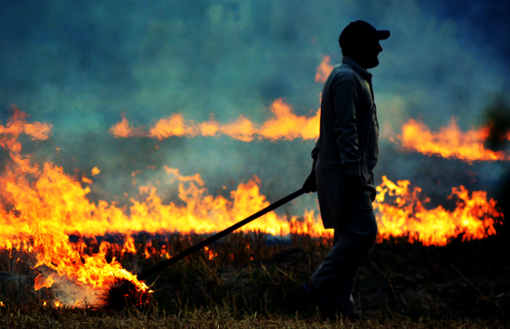 آتش زدن «کاه و کلش» علمی است؟ کشاورزان بقایای گیاهان را آتش نزنند