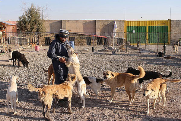 مختل شدن روند جمع آوری سگ های بدون صاحب با شیوع کرونا