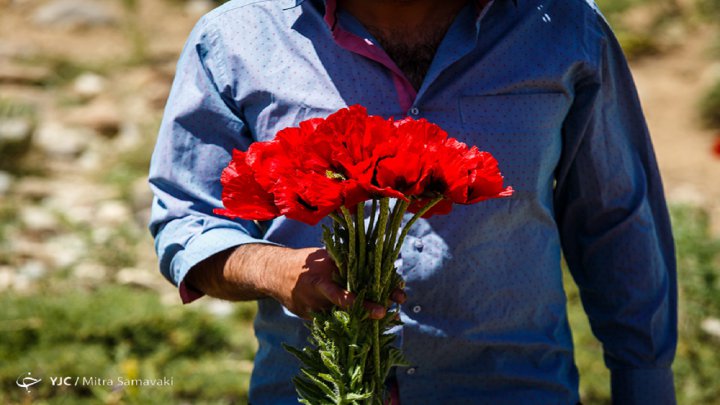 انواع گل شقایق در ایران را بشناسید فیلم