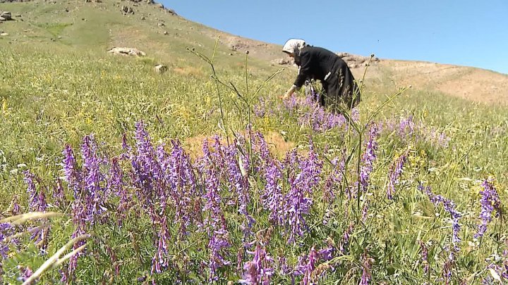 لذت غذا های سنتی با سبزی های کوهی رویش ۲۲۰ گونه گیاهی در طبیعت استان زنجان