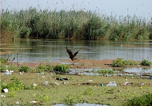 زباله های شهری، تهدیدی برای جایگاه تالاب شادگان در کنوانسیون رامسر