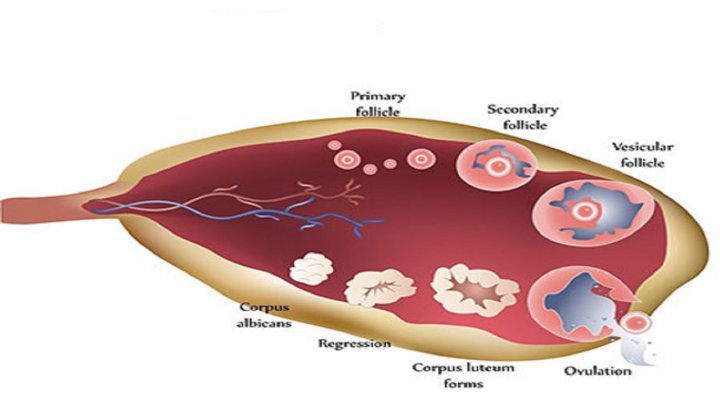 فولیکول تخمدان چیست؟